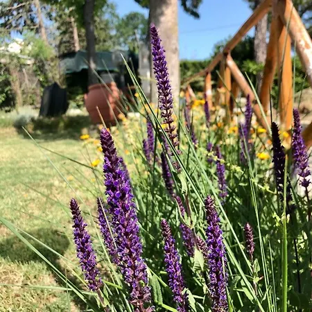 度假居 Casale Fonte Delle Pietre 奥菲达